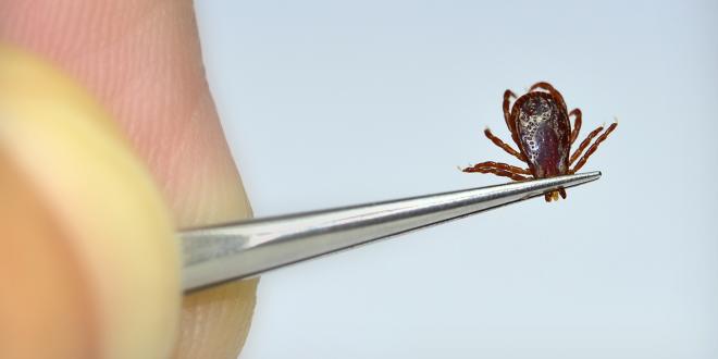 a tick being held with a pair of tweezers