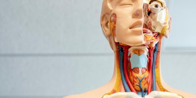 a scientific model of the lymph system
